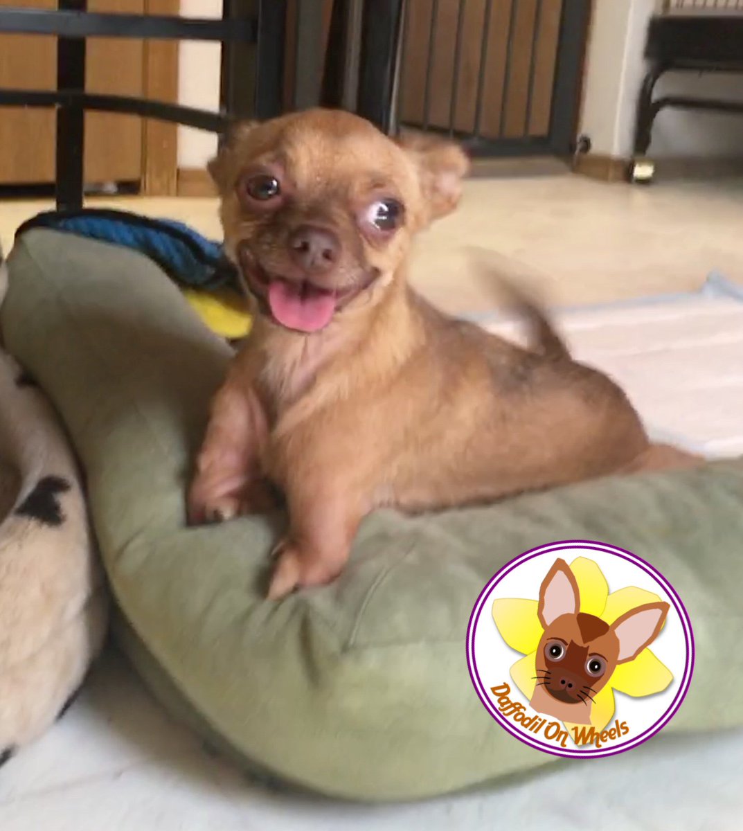DaffodilsWheels's tweet photo. Happy Tongue Out Tuesday to all my friends and fans! Muah! 💋 
#DaffodilOnWheels #tot #tongueouttuesday #whatdisability #twoleggeddog #kisses https://t.co/UPho3FslFe