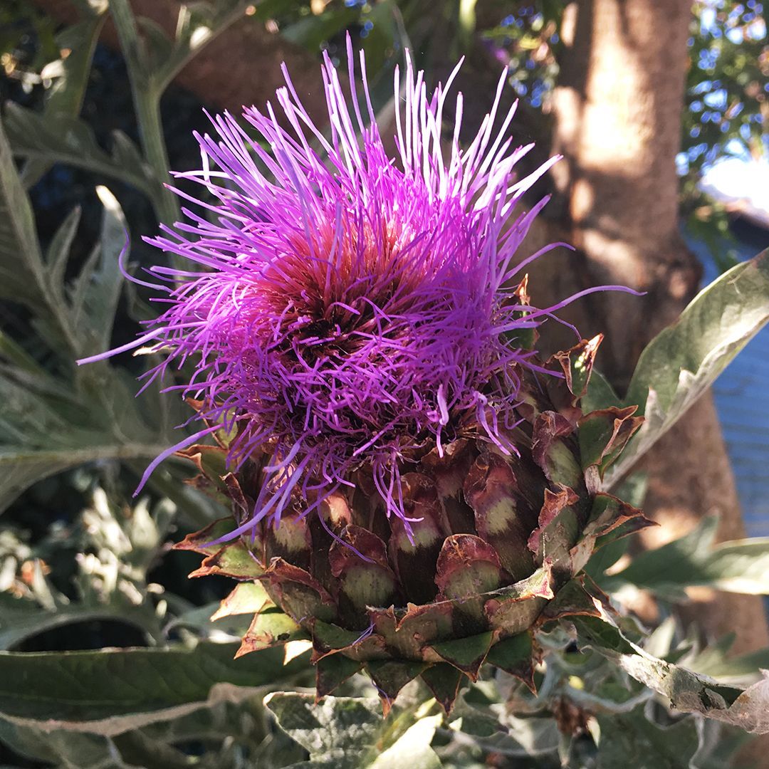 'I found this beautiful plant outside the coffee shop this morning,' I shared with a coworker. 'That's an artichoke,' she said, clearly unimpressed by my lack of skill in regards to plant identification. #idontknowplants #plantid #prettyveggies #nowiknow #simplylifehoney