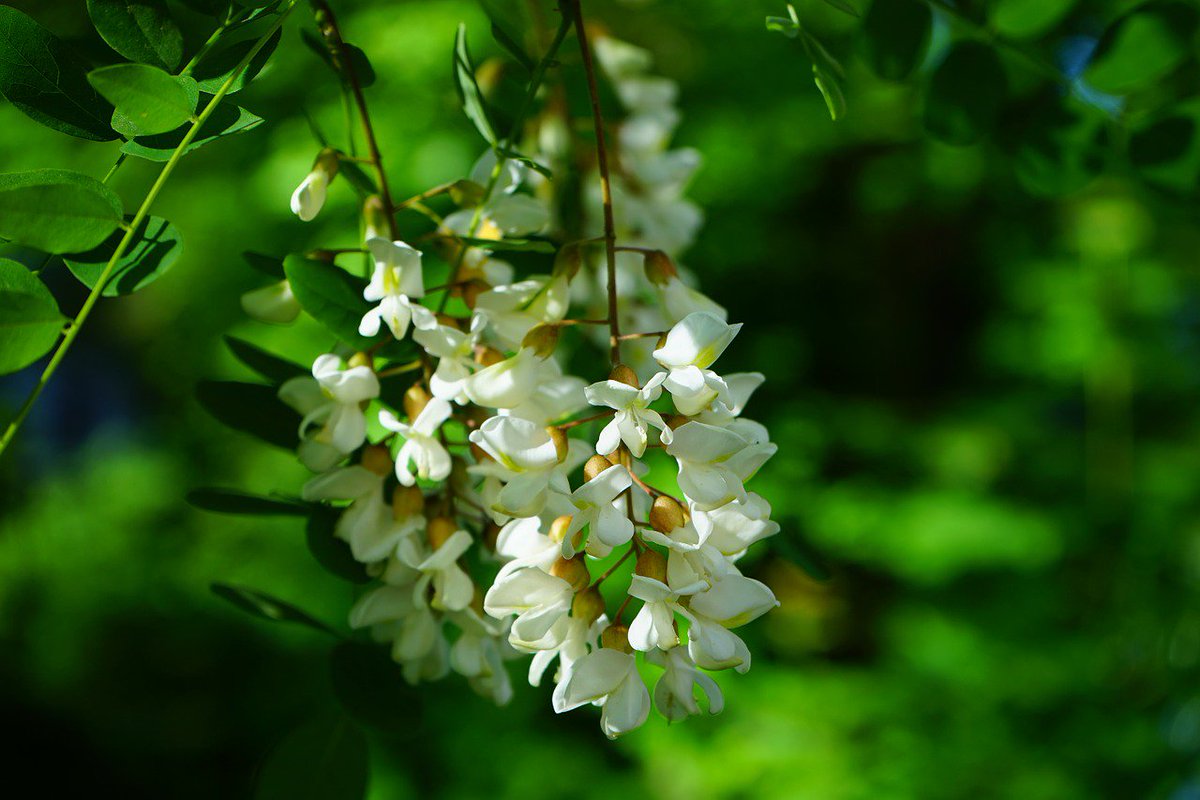 ArboristNow's tweet photo. Robinia pseudoacacia (AKA black locust) is a tree native to Eastern North America belonging to the extensive pea family, Fabaceae. https://t.co/B7rflfoCzb #trees #treeknowledge #blacklocust https://t.co/5ZxHLySBWd