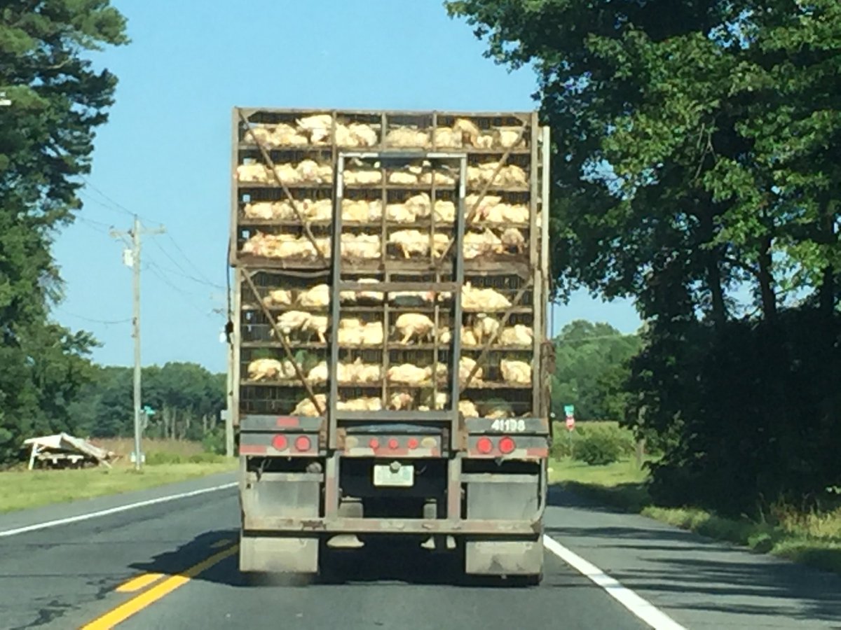 PRforAnimals's tweet photo. This is why we donโt eat chicken... #FriendsNotFood #tysonfood #McDonalds #AnimalRights #chickens #tryveg https://t.co/Ef3g7WmBD0