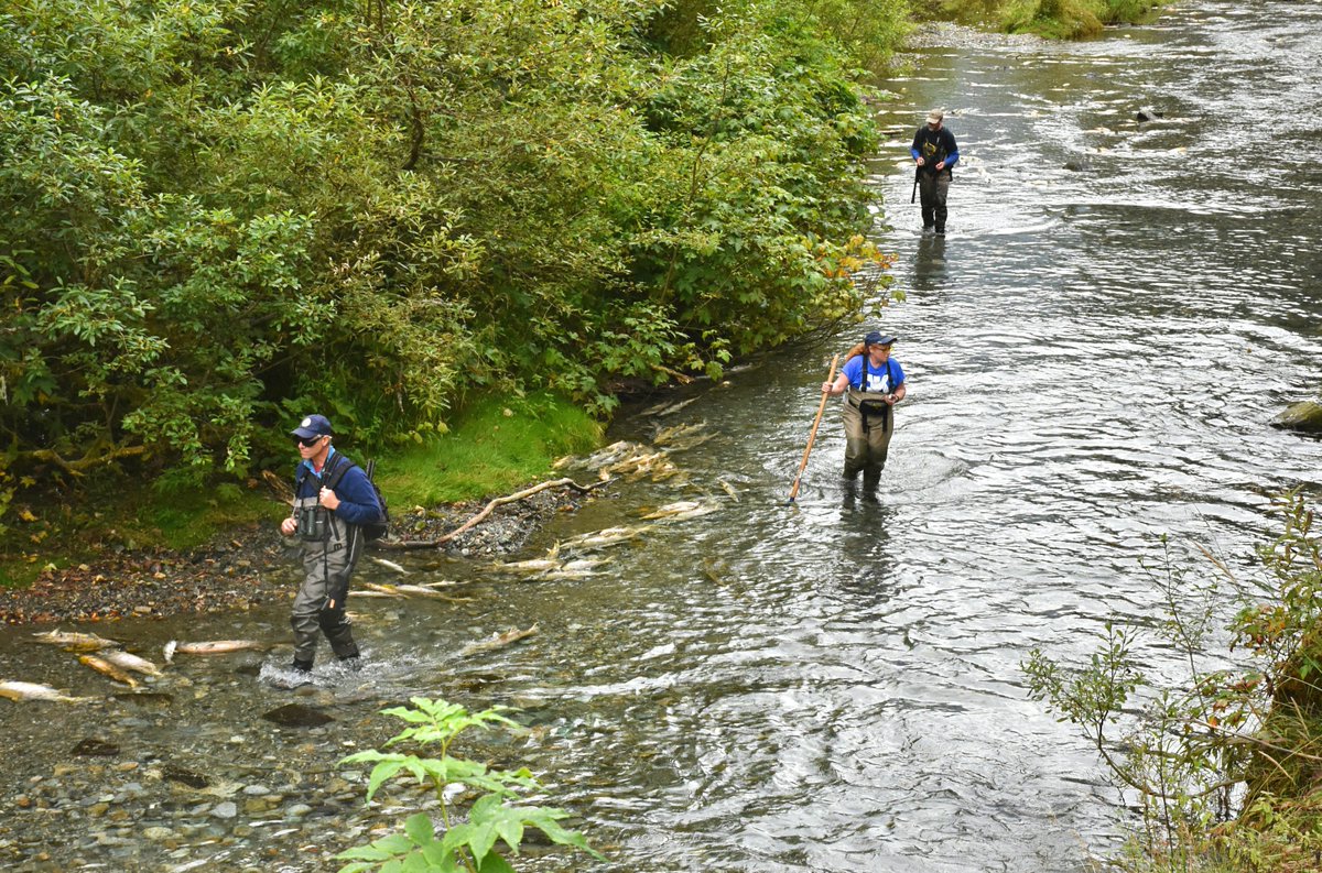 TongassNF's tweet photo. Tongass staff and Alaska Department of Fish &amp; Game biologists walk Fish Creek in Hyder, Alaska to get a fish count. The numbers help inform management practices for both agencies. #Tongass #Fish #Alaska #ItsAllYours #publiclands https://t.co/MiYt4KSLm9