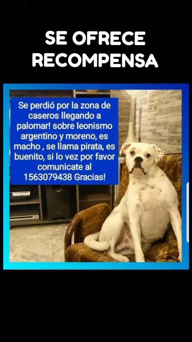 abrilverzura's tweet photo. Se nos perdió pirata! La última vez que lo vimos fue en Caseros. Por favor si conoces a alguien de la zona o alrededores dale RT!  Si lo ves o viste llámanos! 1163079438. https://t.co/nPbgCMZP2l