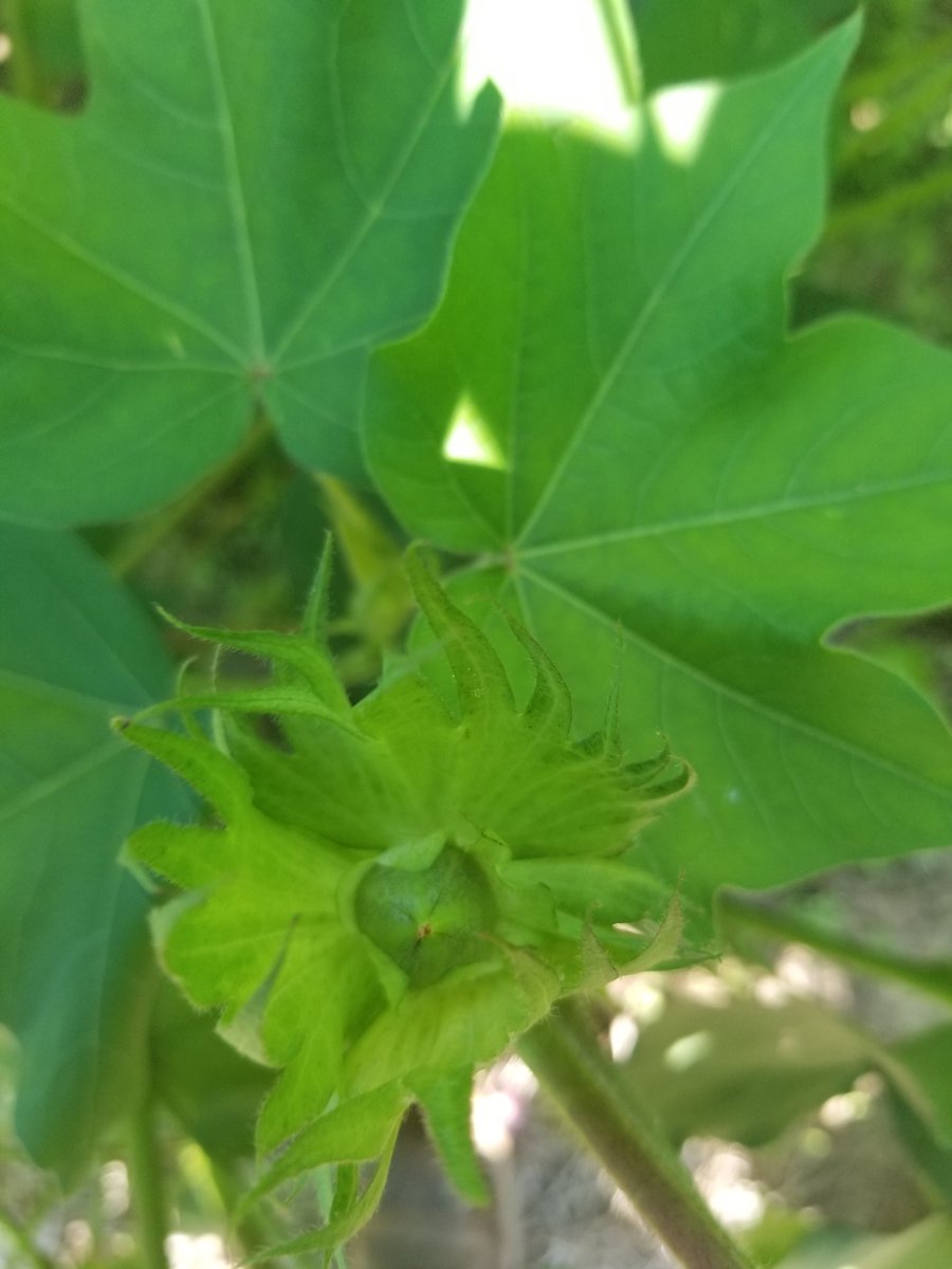 Cody Evans tweet media