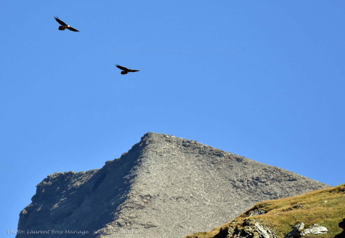 2 gypaètes au dessus de la Gde Aiguille Rousse.