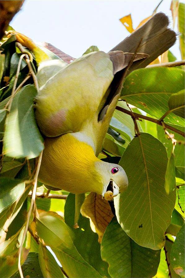 a_london_pigeon's tweet photo. MT Archna Singh @archnasingh Yellow-footed Green-pigeon (Treron phoenicopterus) at Ranthambhore National Park #Rajasthan #India  [Tweet recycled from #Sept2015] https://t.co/YRMG4rkU28