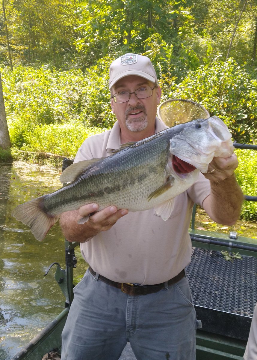 kyfisheriesc's tweet photo. Sampling 3 smaller lakes/ponds on the #KYRiver WMA #BooneTract today. We saw 9 in #bluegill, 8 in #shellcrackers, 11 in crappie, 21 in bass. These lakes provide quality fishing along with 88 acre #Kinman Lake. A great place to checkout for your next fishing trip. https://t.co/PWiA6NsJ3E