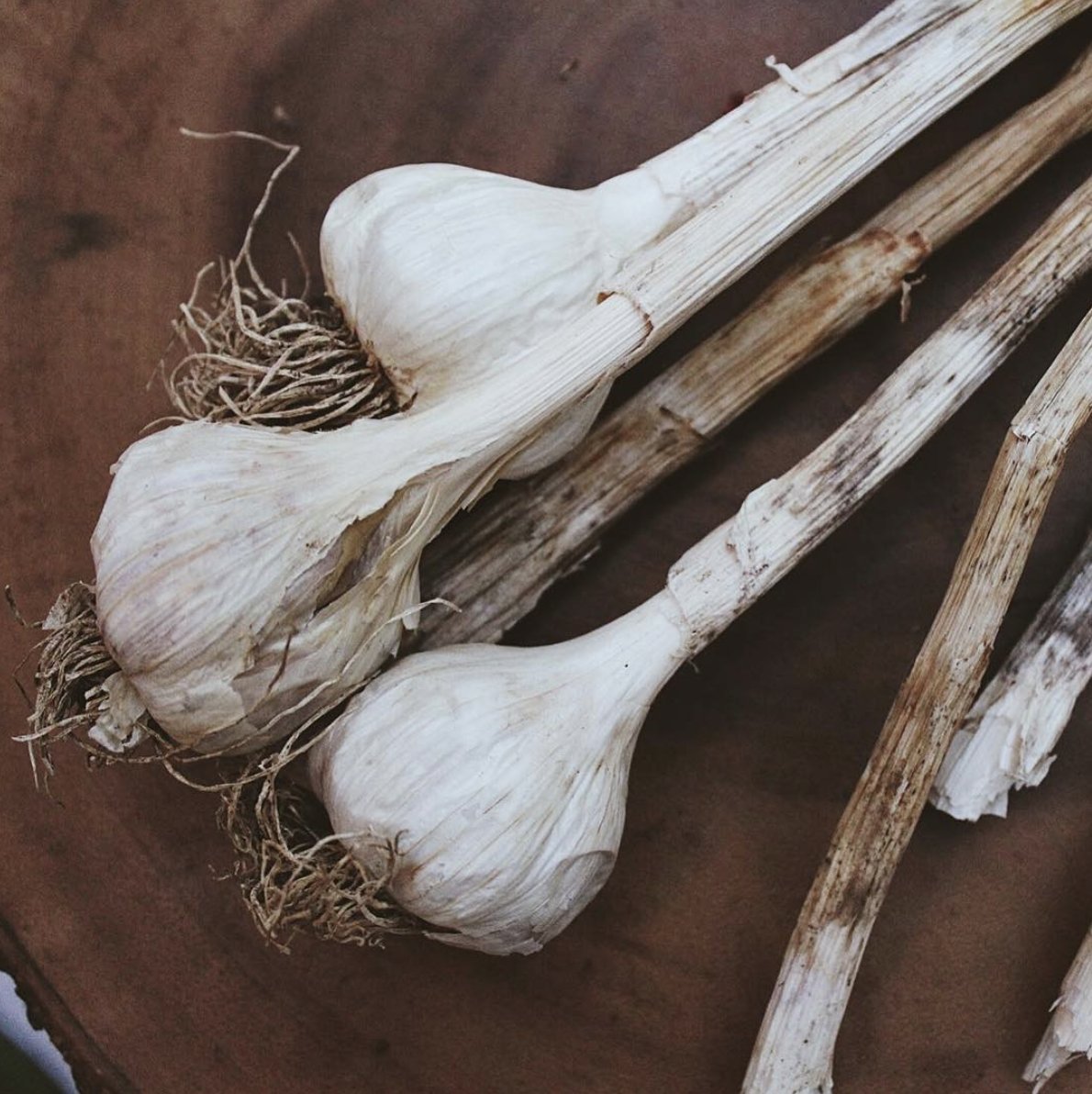 Beauty by the bunch. @thaxtonsorganicgarlic
