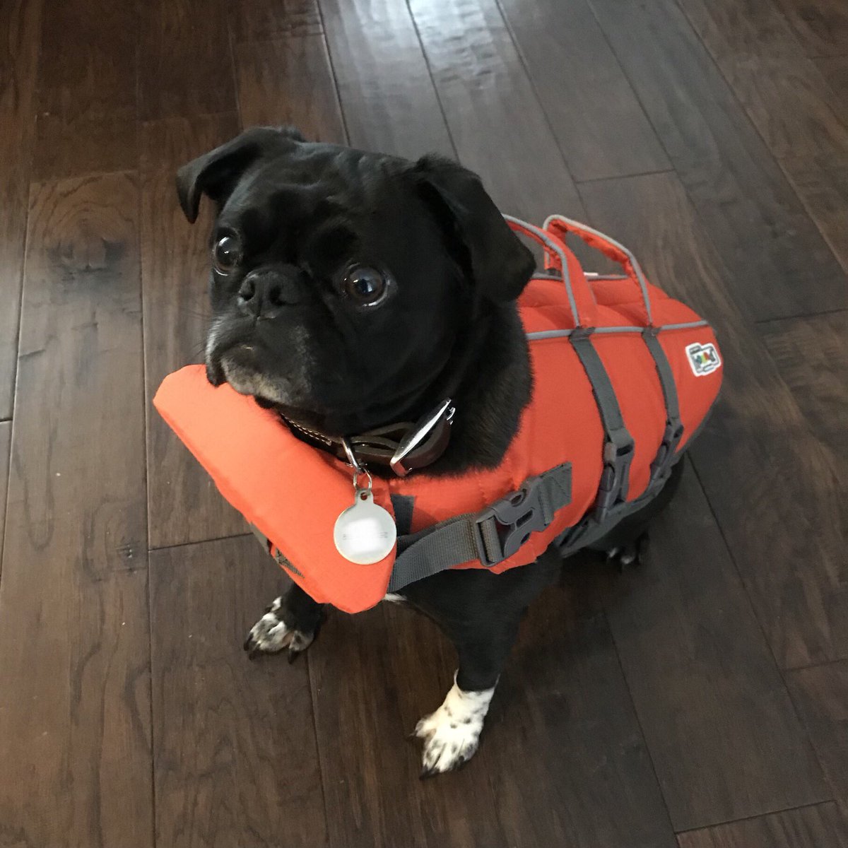 vanessa_ramirez's tweet photo. Safety first. Then teamwork. #bogeyadventures #bogeythepug #puglife #pugsofinstagram #lifejacket #safetyfirstthenteamwork #adjacentownership #hairybaby https://t.co/PqQdGEv2OO