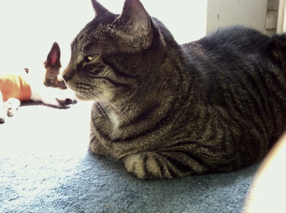 kittenpawsljp's tweet photo. @AnnaTaughtYou My two kitties who’ve passed https://t.co/9pLfVurMet