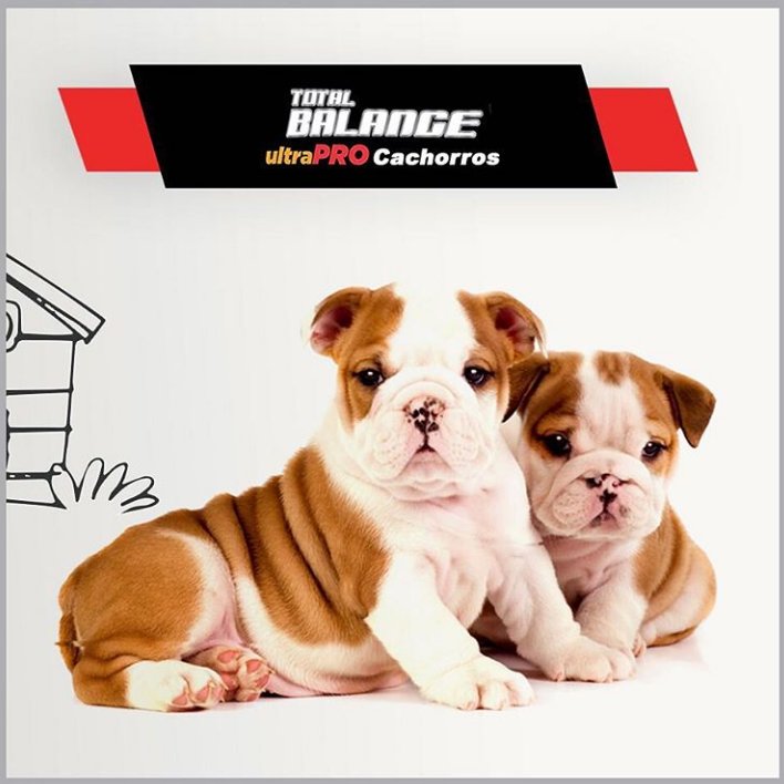 ProvetArg's tweet photo. TOTAL BALANCE Cachorros: Con harinas de Pollo y Bovinos como principales fuentes de energía.
27/10 UltraPro.
Producto destinado a la alimentación de cachorros.
Su fórmula provee los nutrientes necesarios para ésta etapa crítica del desarrollo.
#trabajodigital https://t.co/FYnUJx8SnK