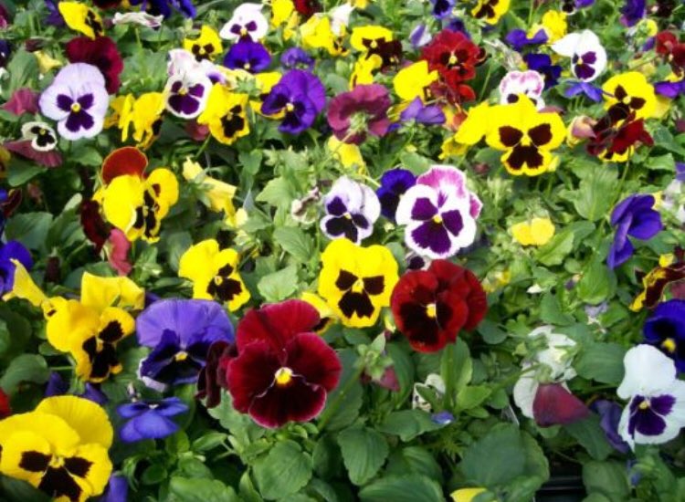 Pansy sales start tomorrow August 29- Sept. 12th $15/flat. A percentage of money earned goes to individual Choir Tour.