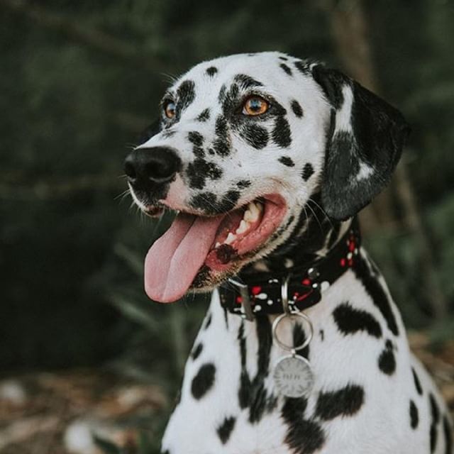 hotdogcollars's tweet photo. It's tongue out Tuesday! Thanks, @lifewithbeans, we love this one!
.
.
.
#HotDogOfTheDay #ImAHotDog #DogOfTheDay #DogDaily #DogsOfInstagram #DailyBarker #DogDailyFeature #DailyDogPost #Feature #DogCrush #HotDog
#Tuesday #TuesdayTip #TuesdayGrind https://t.co/zgM5T4I3ni https://t.co/G7E7NBg8QW