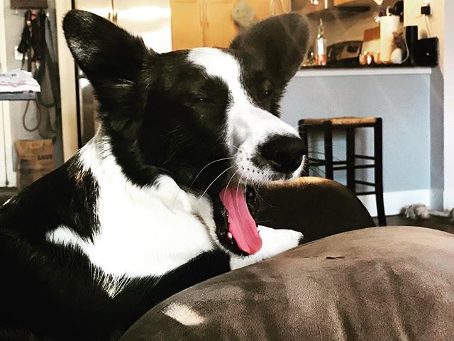 WhiskeyCorgi's tweet photo. In the spirit of #tongueouttuesday here is a little tongue action for you all! 😈 - - -
- - -
#Puppy #corgiaddict #cardigan #corgi #dogsofinstagram #pnwcorgi #pnw #instadaily #wtf #dogslife #dogs #welshcardigancorgi #tot #sniffandbarkens #corgiplanet … https://t.co/Gag8wjIdL8 https://t.co/wsV00nXuQM