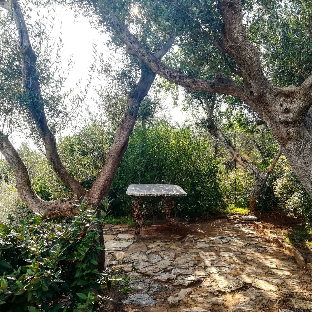 Beautiful photo from olivetreelads

olivetreelads.wordpress.com
#olivetrees