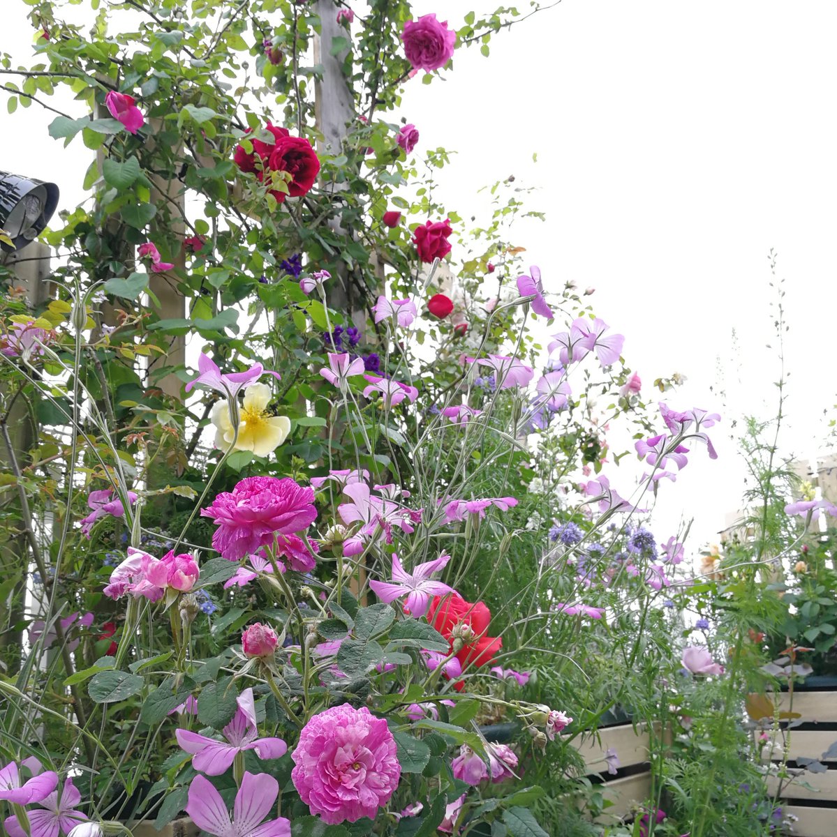 rosa_celestial's tweet photo. バラが好きすぎて育てるだけでは足らず、バラを作ったり売ったりしている男です（笑）
よろしければ拡散お願いいたします！！
画像���園主が住んでいる（いた）庭です。
#天空のバラ園　#バラの苗 #花の苗 #ハーブの苗 #産地直送販売
 #有機無農薬　 #オールドローズを広めたい https://t.co/Diav6F5zTn