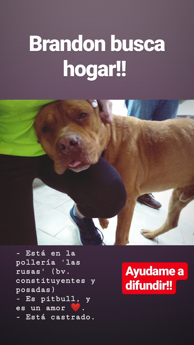 Tami_Lopezz's tweet photo. Concepción del Uruguay!! Brandon necesita un hogar, es puro amor❤️ https://t.co/BFaNNr3Gzf
