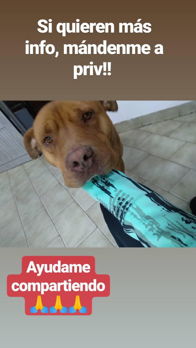 Tami_Lopezz's tweet photo. Concepción del Uruguay!! Brandon necesita un hogar, es puro amor❤️ https://t.co/BFaNNr3Gzf