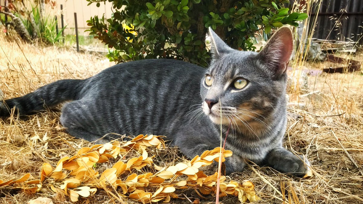 chrisjulian0's tweet image. Backyard #Cat came back. He’s probably going to end up in my house. #cat #outsidecat