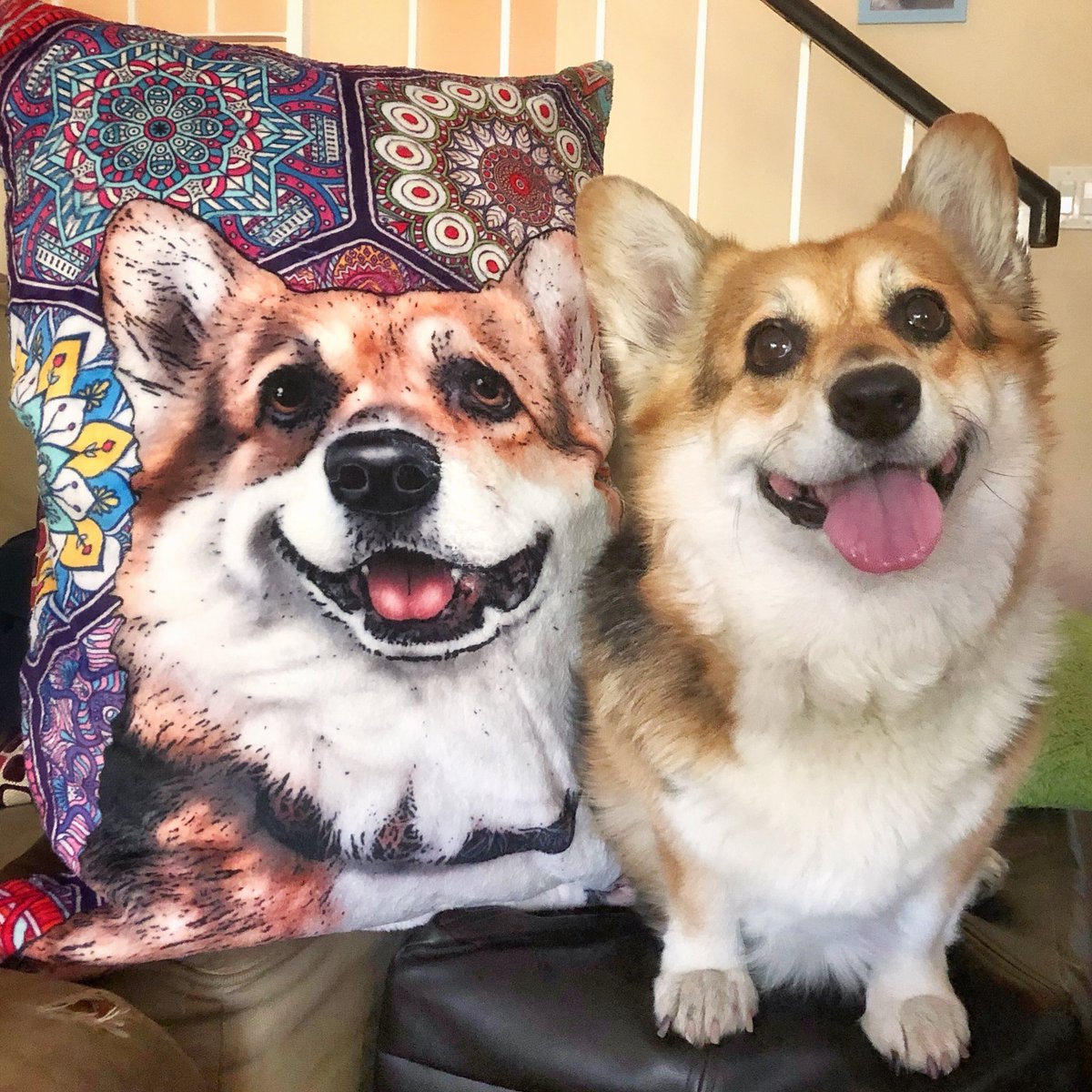 corgi_zero's tweet photo. Happy Tuesday! It’s my favorite day of the week, so here’s some fun pictures that I haven’t shared on Twitter yet!
#random #sowhat #ZeroFluffs https://t.co/BMGWYvVJgU