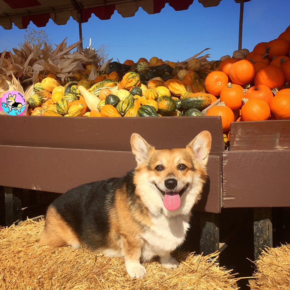 corgi_zero's tweet photo. Happy Tuesday! It’s my favorite day of the week, so here’s some fun pictures that I haven’t shared on Twitter yet!
#random #sowhat #ZeroFluffs https://t.co/BMGWYvVJgU