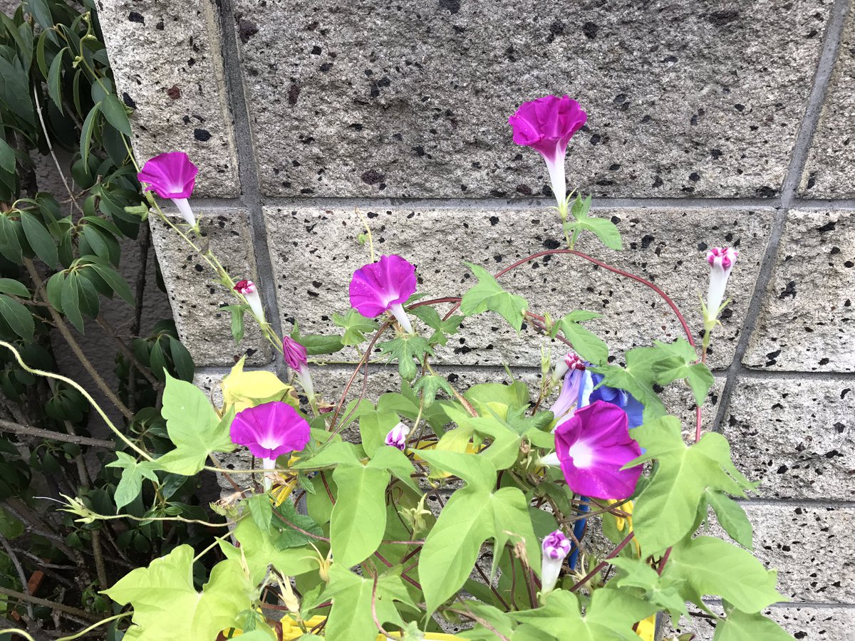 しまこ おはようございます 今日は赤紫のアサガオがたくさん咲いてます アサガオ タカフォコン 夏休みあと3日 花 アサガオ観察