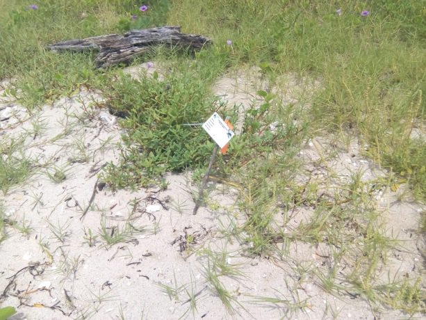 PROFEPA_Mx's tweet photo. Inicia @PROFEPA_Mx  investigación por fiesta en Isla Salmedina del ANP Parque Nacional Sistema Arrecifal Veracruzano; abre procedimiento administrativo contra quien o quienes resulten responsables. https://t.co/Urxs6izzVq https://t.co/YPp78pspLW