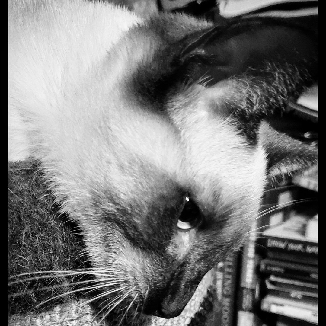 TheZiba's tweet photo. Ziba always has time for a nap.
#selfcare #pdx #pdxcats #catsofpdx #catsofportland #catnap #naptime #comfy #meow #siamesecat #siamese #bookworm #meezer #meezerlife #CatsOfTwitter https://t.co/s0PGlt2eXO