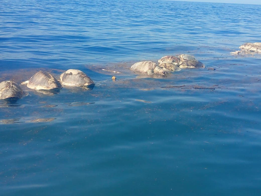 Pajaropolitico's tweet photo. Cientos de tortugas murieron atrapadas en redes de barcos atuneros en Oaxaca.
https://t.co/9HDwJJ4NE3 https://t.co/Hej8Nr2Y4A