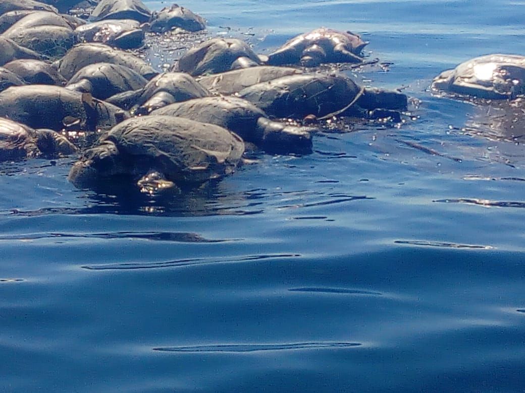 Pajaropolitico's tweet photo. Cientos de tortugas murieron atrapadas en redes de barcos atuneros en Oaxaca.
https://t.co/9HDwJJ4NE3 https://t.co/Hej8Nr2Y4A