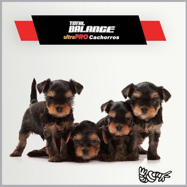 ProvetArg's tweet photo. TOTAL BALANCE Cachorros: Con harinas de Pollo y Bovinos como principales fuentes de energía.
27/10 UltraPro.
Producto destinado a la alimentación de cachorros.
Su fórmula provee los nutrientes necesarios para ésta etapa crítica del desarrollo.
#trabajodigital https://t.co/wjLZkVJjqp