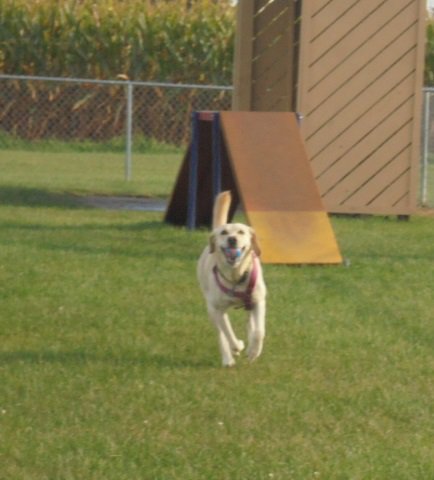 CJAndDJ2's tweet photo. Play Time!~ CJ #NOLEASHES @CHOCLABLOVER @BrendaLeyndyke @1gingerbeauty @cody_labrador @MimiPilat @7trekky @UKinNYC @CatsHounds @glenrolo @TheGusBus2012 @GutschePatt @Momofonerotti @realdaledaniel @judy_dering @jereth_samson @CedarWych @Goldens_Hunter https://t.co/zrNMTaLXwn