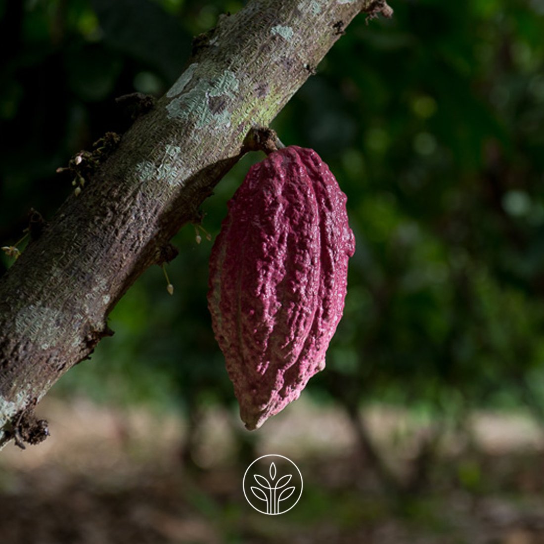 ESAICA1's tweet photo. La forma del cacao es de vainas de entre 20 y 30 granos que tienen forma de almendra con dos centímetros de largo #Cacao #granos #semilla #ventas #siembra #venezuela https://t.co/XofwNrRxW4
