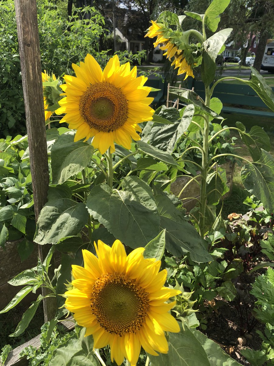Beautiful sunflowers! <a href="/ISEShrsb/">InglisStreetSchool</a> #SeeWhatImGrowing