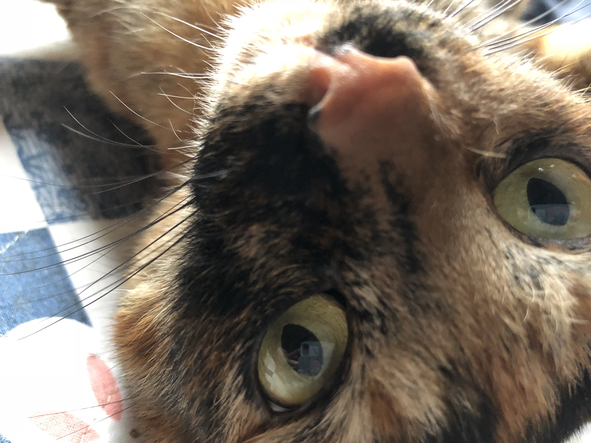 サビ猫大好き Twitter Search Twitter