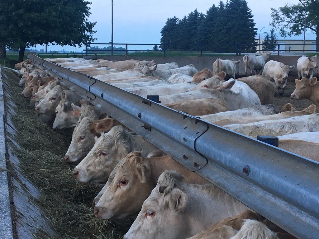 chaffe_farms's tweet photo. One owner born and raised in Ontario Charolais hfrs in from the Keady sale today.      Superior genetics 👍           properly vaccinated 👍         great body condition 👍      worth the premium 💰@canCharolais @KenSchaus @scott_kuhl @barstowmiller @OntarioBeef @ONCornFedBeef https://t.co/MntFHjowMO