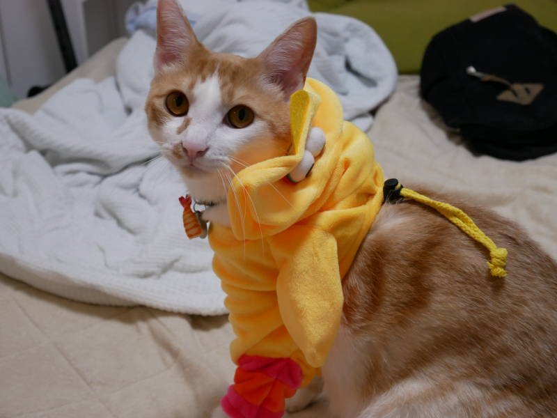 ひよぷー ネコにやさしい首輪unirico 静電気防止機能つき V