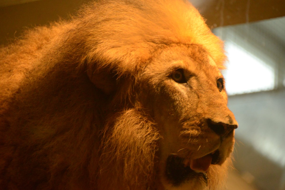 マルヤマン 円山動物園 公式 さすがの迫力 ライオン リッキー