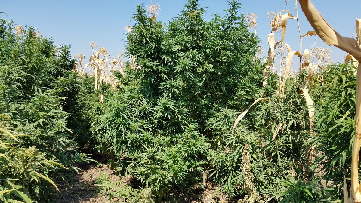 KMPHFOX26's tweet photo. Tulare County Sheriff's Office detectives uncover a massive illegal marijuana grow site in Terra Bella. A total of 50,000 marijuana plants and 2 lbs. of processed marijuana were also found, eradicated and destroyed. #potbust https://t.co/icXvJvv8K5 https://t.co/ouEg6Zh7Ze