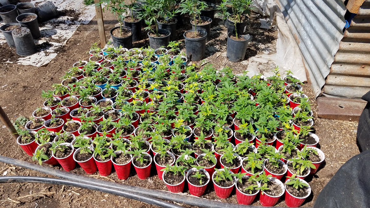 KMPHFOX26's tweet photo. Tulare County Sheriff's Office detectives uncover a massive illegal marijuana grow site in Terra Bella. A total of 50,000 marijuana plants and 2 lbs. of processed marijuana were also found, eradicated and destroyed. #potbust https://t.co/icXvJvv8K5 https://t.co/ouEg6Zh7Ze