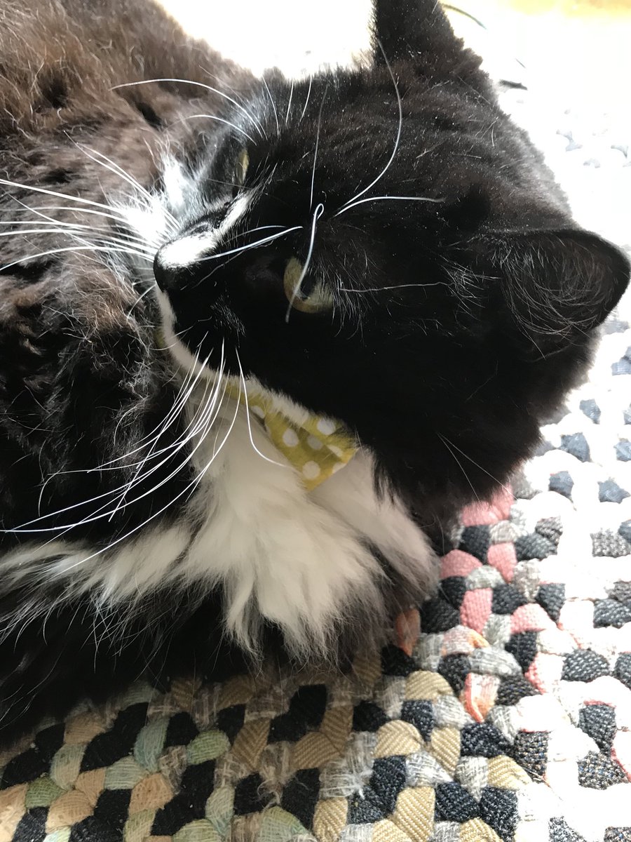 RC_EARL's tweet photo. OMC🙀How purrfect is this? I just found out it’s #NationalBowTieDay &amp; I already had mine on for my stay with auntie😺I will share my #Ambassacats &amp; #ZSHQ skills with her whilst mum goes camping #WhiskersWednesday #CatsWhoWork #CatsofTwitter https://t.co/9JxlDlISEA