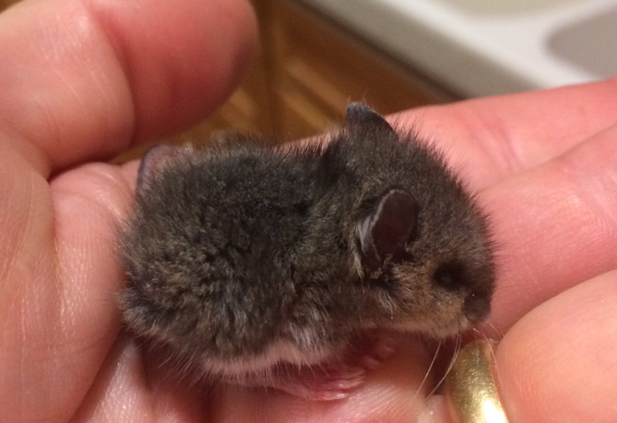 Baby White Footed Mouse