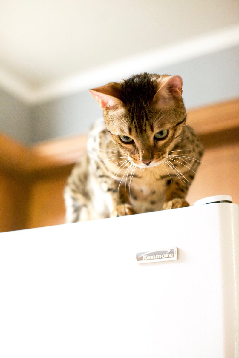 Unashamed animal lovers.