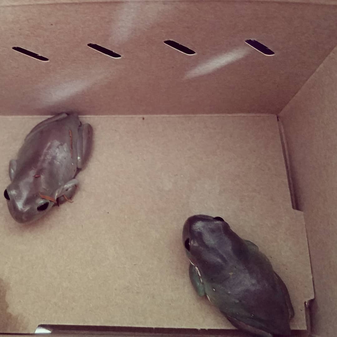 nagel_jess's tweet photo. I'm a frog mom now and I'm in love 🐸😍 Meet Chief Hopper and Yoda! My girls are Australian White's Tree Frogs! Yes, she is named after THE Chief Hopper, not only for the great pun. @DavidKHarbour 
#strangerthings #starwars #frogmom #dumpyfrogs #whitestreefrog https://t.co/geV4bpFcqq
