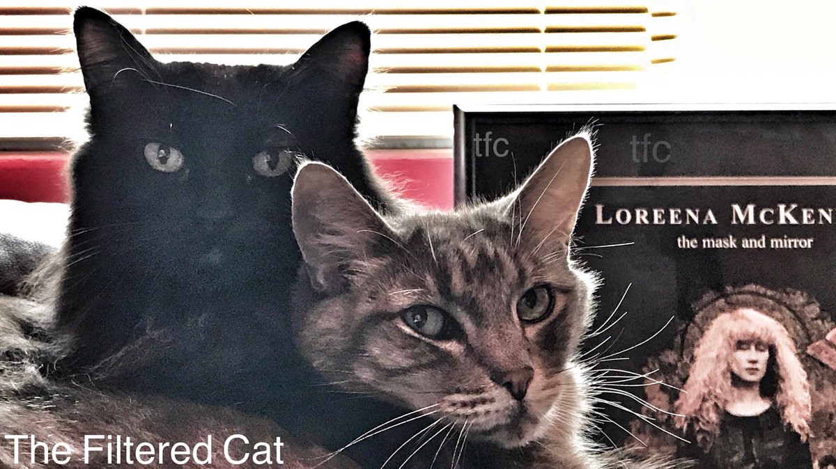 FilteredCat's tweet image. My beautiful Sadie, my lovely Mr. Blue, and Loreena McKennett. #BlackCatAppreciationDay #blackcat #loreenamckenitt #CatsofTwitter #Kitty #ilovecats #cataddict #taylorswift #graycat #cat #graycat #longhairedcat #catstercat #catphotographer #gato