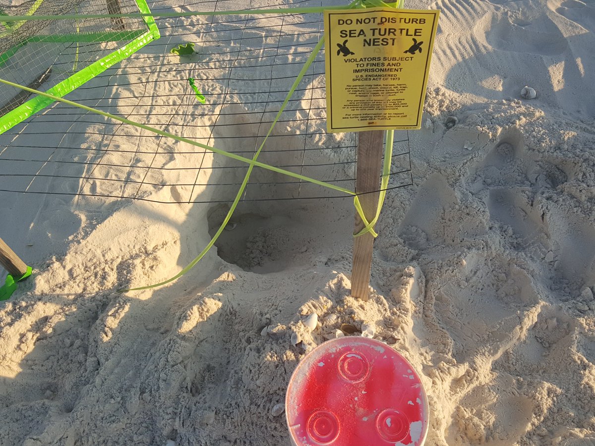 We need help identifying the blond girl in this security camera footage.
facebook.com/gulfshorespoli… …
She's been implicated in the digging up of a sea turtle nest on West Beach Blvd in Gulf Shores. If you know her identity please please contact GSPD Det. Michael Hoguet 251-968-9841