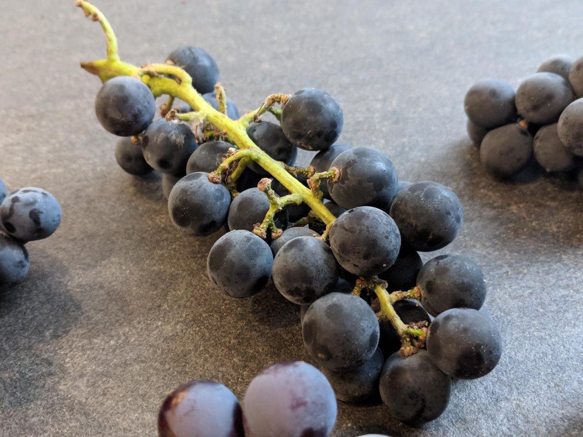 SolsticeFood's tweet image. Stawberry &amp;amp; Muscat Grapes 🍇

#Grape #WineGrape #StrawberryGrape #MuscatGrape #Fruit @01greengrocer @TonyGreengrocer @jason_boakes @philipbritten
