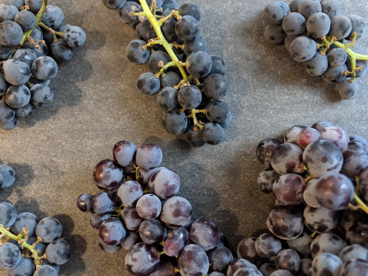 SolsticeFood's tweet image. Stawberry &amp;amp; Muscat Grapes 🍇

#Grape #WineGrape #StrawberryGrape #MuscatGrape #Fruit @01greengrocer @TonyGreengrocer @jason_boakes @philipbritten