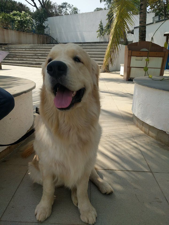 mahua_n's tweet image. Meet Malt the CEO of Malt's cafe. This visionary alpha dog didn't want his fellow doggies to be left alone at home, while their owners went out to dine. So, he came up with Malt's Cafe special menu designed only for your dog.
#dogsofpune #puneri #punediaries #punecity #maltscafe