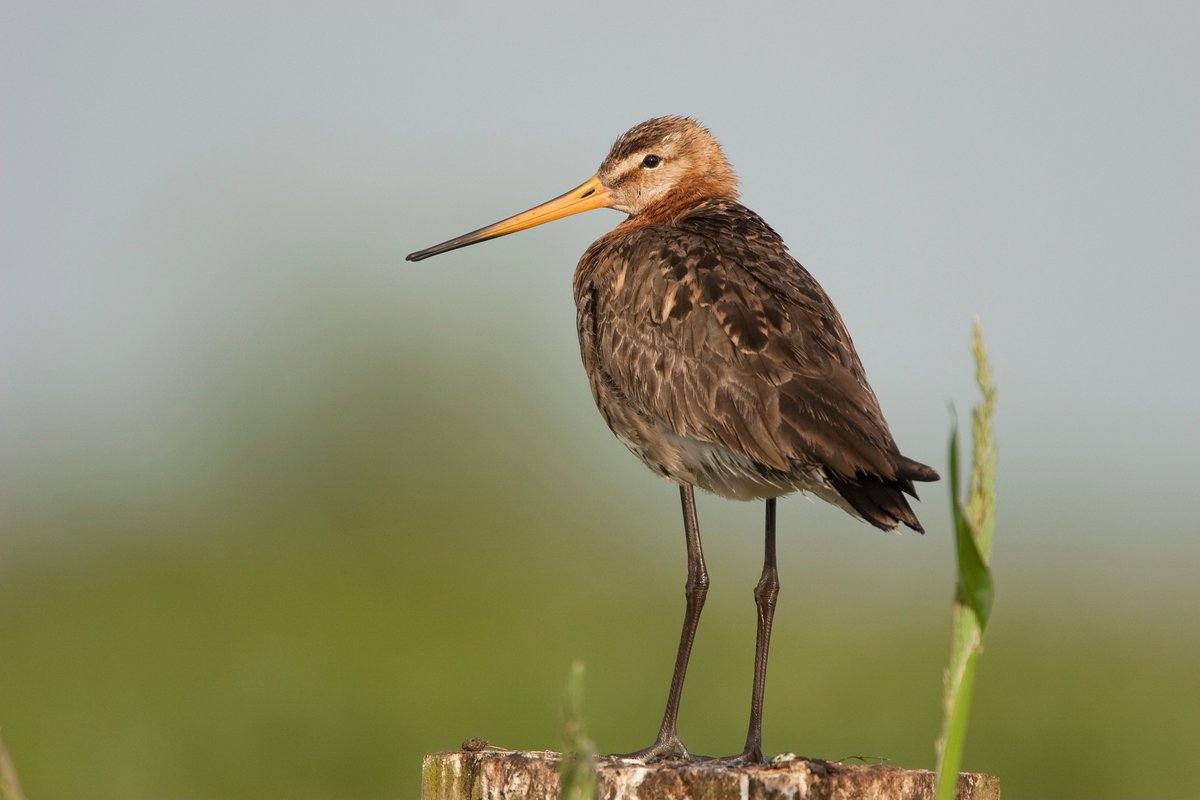 LeicaBirding's tweet photo. 21 black-tailed godwits were recently released in the Cambridgeshire Fens in the UK after being hand-reared by conservationists at WWT Welney. Due to their vulnerable numbers, this is big news. Leica is very proud to sponsor this pioneering project. #LeicaNature #LeicaBirding https://t.co/rl5hhlj86p