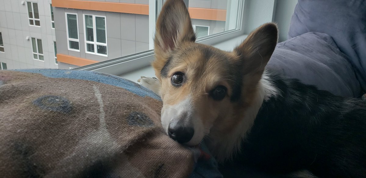 GordonFetcher's tweet image. Doc loves #Greenies. We will give this new flavor a try next time we go to the pet store! #corgi #healthygums